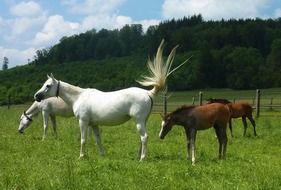white and brown horses on pasture in spring