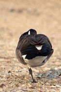 black canadian goose from behind