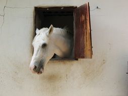 white horse in a barn on a farm