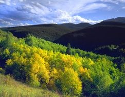 colorado aspen