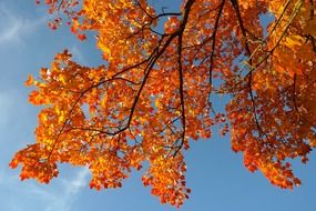 Beautiful, orange and yellow maple leaves at blue sky with white clouds