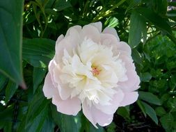 white peony on a green bush