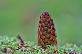 pine cone on green grass