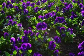 purple pansy flower blooms