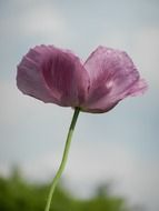 poppy purple