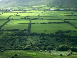 green meadow in Ireland