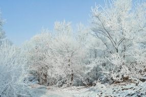 landscape of unbelievably beautiful frosty forest