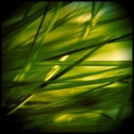 green cane close-up