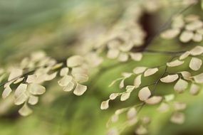 leaves plant macro