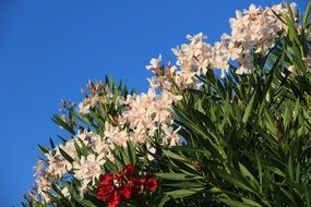 oleander like a flowering bush