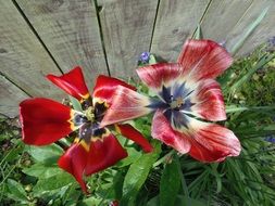 beautiful two blooming tulips at the fence