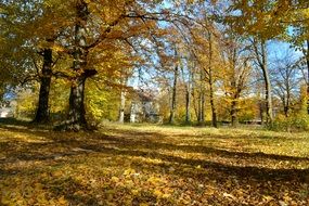 Forest in the park in autumn