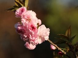 pink kwanzan cherry blossoms