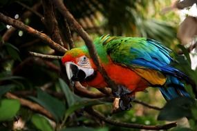 parrot macaw feathers