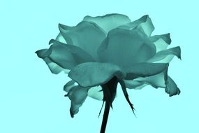 photo of roses through glass