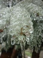 frozen branch of pine closeup