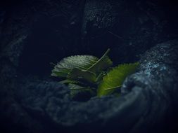 macro photo of green leaves