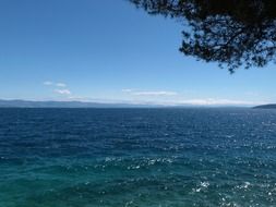 branches over the ocean