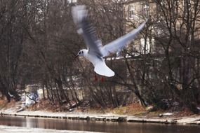 seagull in flight