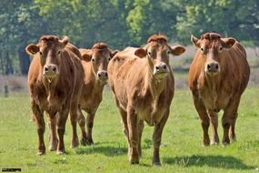Cute, beautiful and brown cows are standing in a green meadow among the green trees