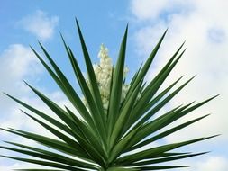 green garden plant with lush white inflorescence