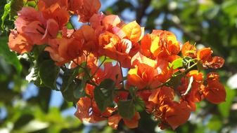 closeup view of orange flowers on a tree in the garden