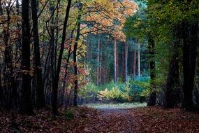 picture of the inside of the forest