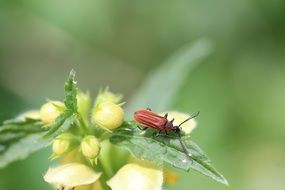 red beetle on green dead nettle