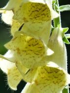 yellow foxglove flower greenhouse