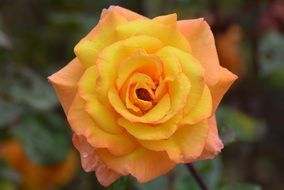 yellow and orange rose flower