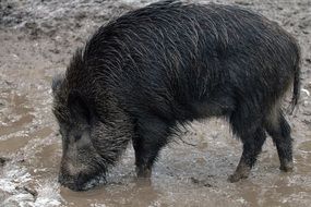 black wild boar