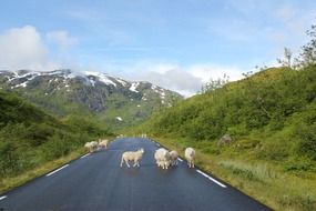 sheeps on mountain road