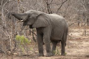 Elephant in the Kruger Park in Africa