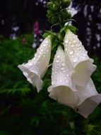 foxgloves dew water