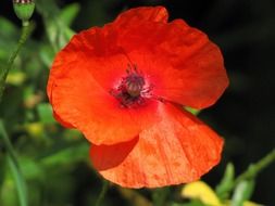 scarlet poppy closeup