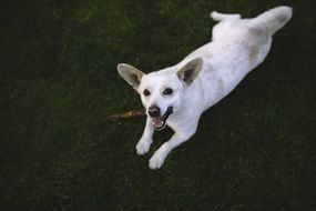 white dog on grass