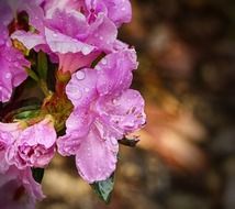 purple azaleas flowers with raindrops