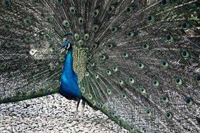 Blue beautiful peacock
