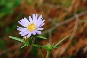 macro photo of small daisy flower