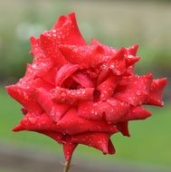 red rose flower macro with raindrops