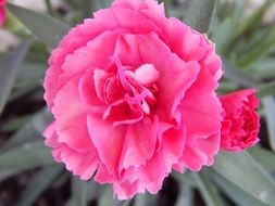 bright pink flowers closeup