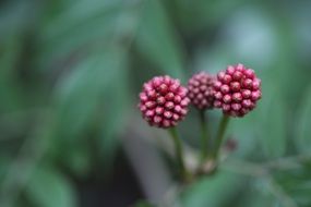 garden flower in spring