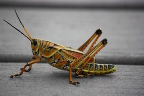 colorful young male grasshopper close up