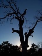 dark silhouette of a large tree in a wooded area