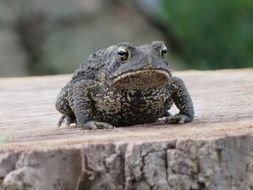 Close-up of the cute big toad on a huge stump