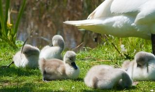 fluffy young swans on the shore of the pond