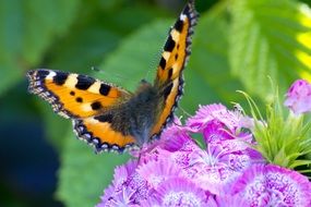 summer pink macro butterfly