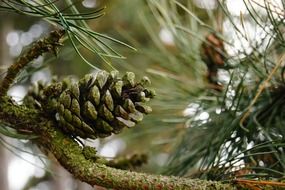 Close-up of the green pine cone on a branch with green needles