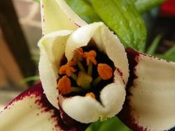 pistil of a blooming lily close up