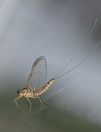macro photo of filigreed winged insect